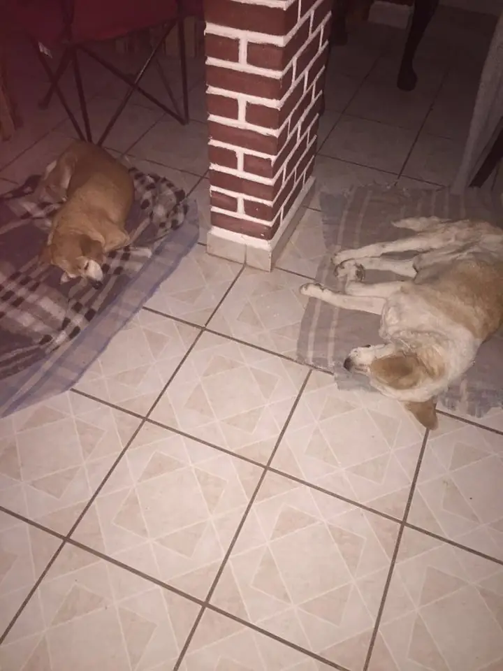 Los dos perros de la familia juntos en casa, foto real antes de que ambos fallecieran