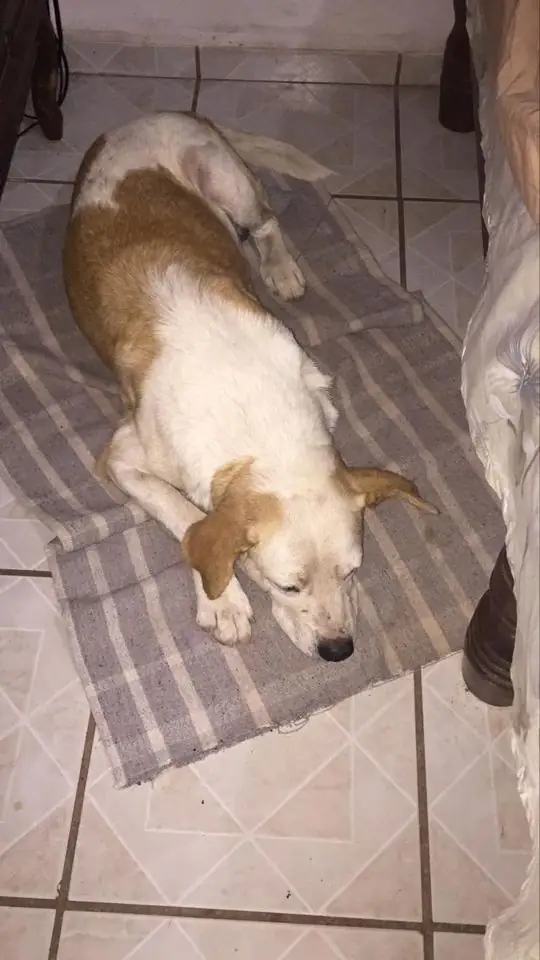 Perro descansando en casa, foto familiar real antes del montaje conmemorativo