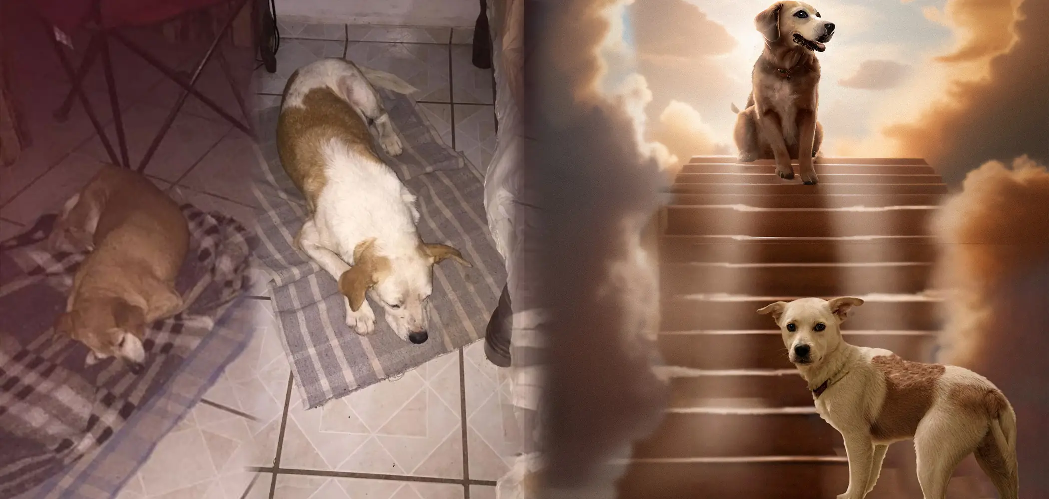 Porque algunos amores tienen cuatro patas